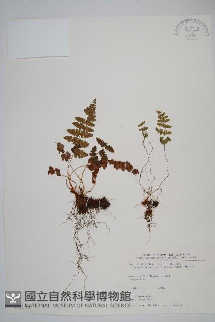 鋸齒葉鱗毛蕨藏品圖，第1張