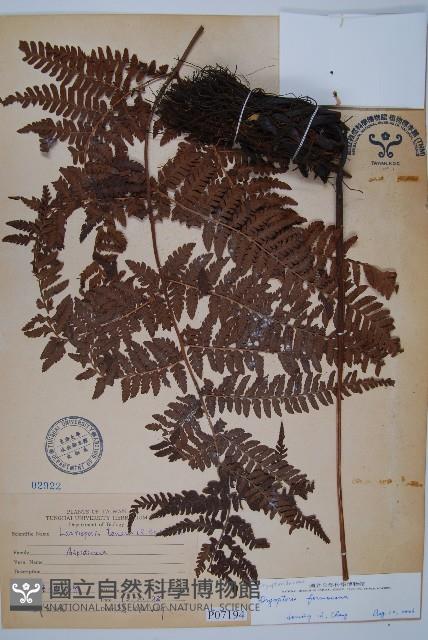 Accession Number:P007194 Collection Image, Figure 1, Total 2 Figures