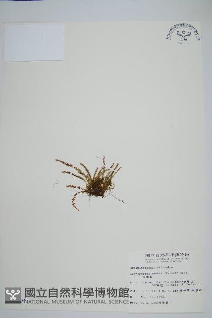 梳葉蕨藏品圖，第1張