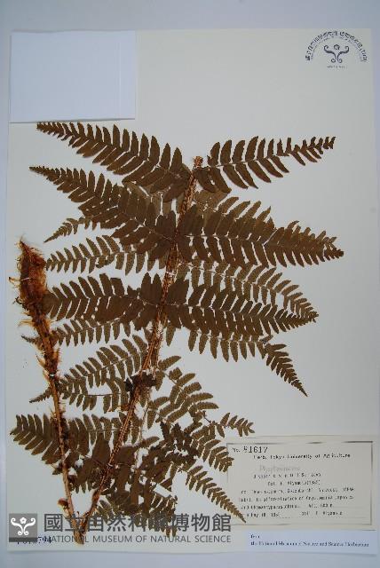 登錄號:P012794藏品圖，第1張