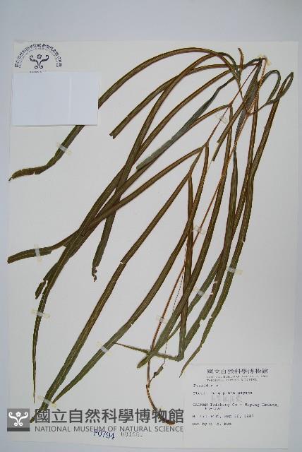長葉鳳尾蕨藏品圖，第1張