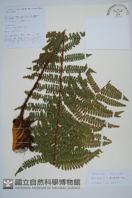 東亞假鱗毛蕨藏品圖，第1張
