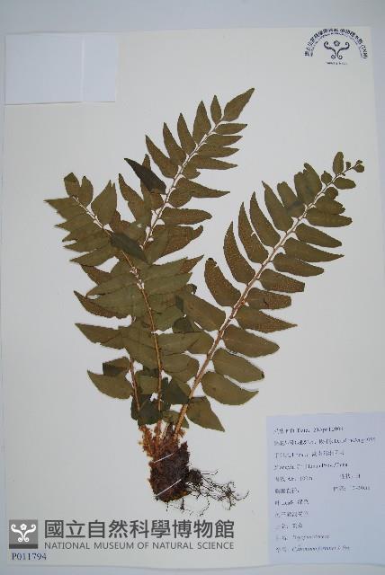 貫眾蕨藏品圖，第1張