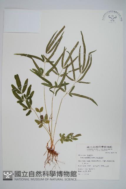 箭葉鳳尾蕨藏品圖，第1張