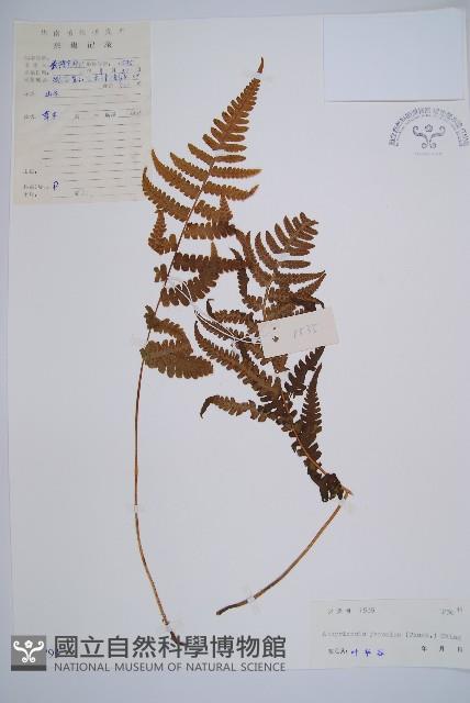 假蹄蓋蕨藏品圖，第1張