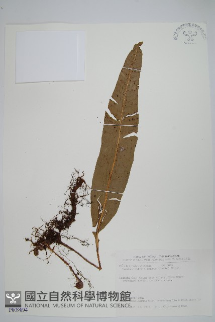 扇蕨藏品圖，第1張