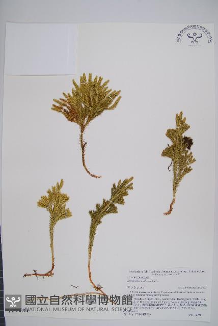 玉柏、玉柏石松藏品圖，第1張