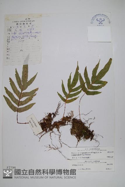 Accession Number:P003794 Collection Image, Figure 1, Total 2 Figures