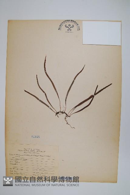 瓦葦藏品圖，第1張