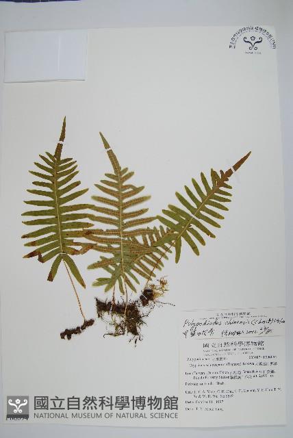 中華水龍骨藏品圖，第1張