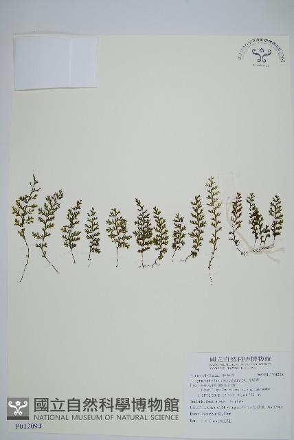 厚壁蕨藏品圖，第1張