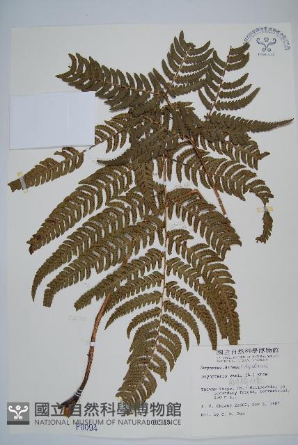 南海鱗毛蕨藏品圖，第1張