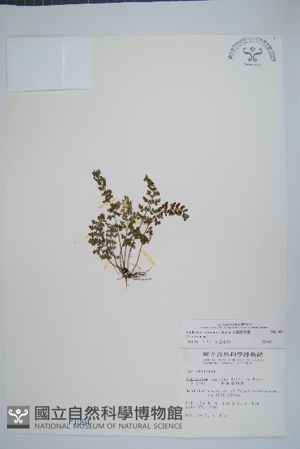 小葉鐵角蕨藏品圖，第1張