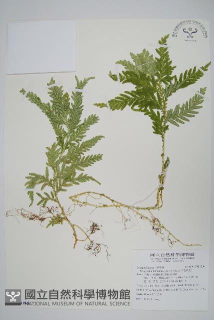 全緣卷柏藏品圖，第1張