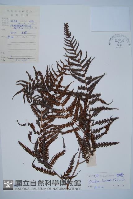 金狗毛蕨藏品圖，第1張