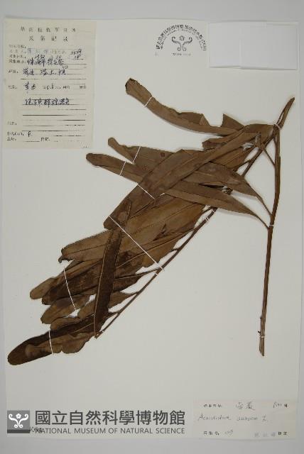 鹵蕨藏品圖，第1張