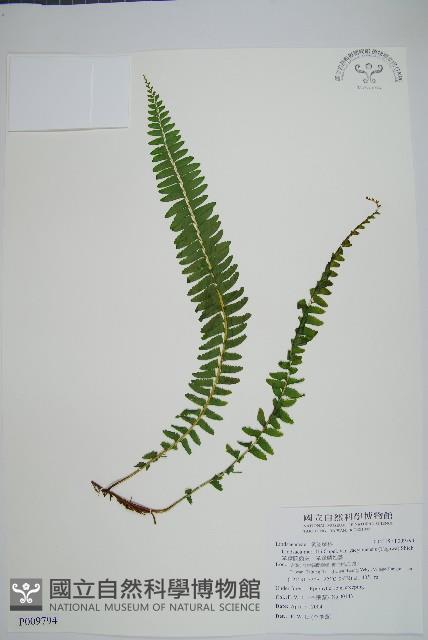 攀緣陵齒蕨、攀緣鱗始蕨藏品圖，第1張