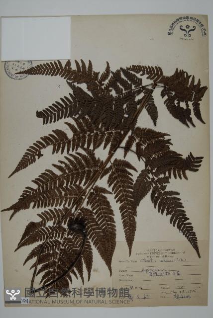 落鱗鱗毛蕨藏品圖，第1張