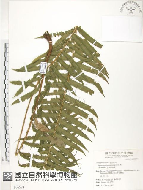 台灣毛蕨、台灣圓腺蕨藏品圖，第1張