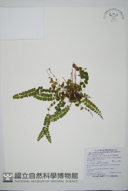 圓葉陵齒蕨藏品圖，第1張