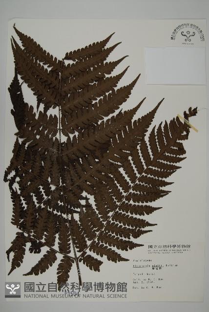 無苞蕨藏品圖，第1張