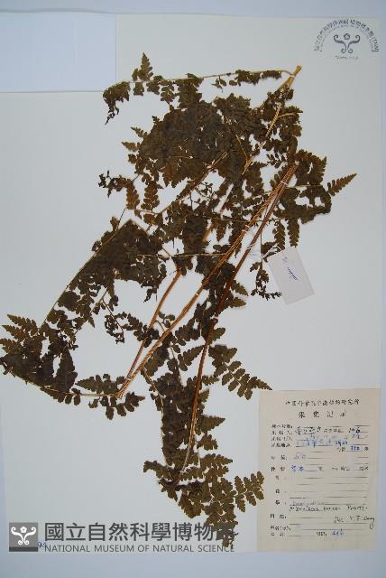 華南鱗蓋蕨藏品圖，第1張