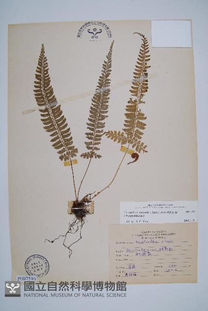 韓氏耳蕨藏品圖，第1張