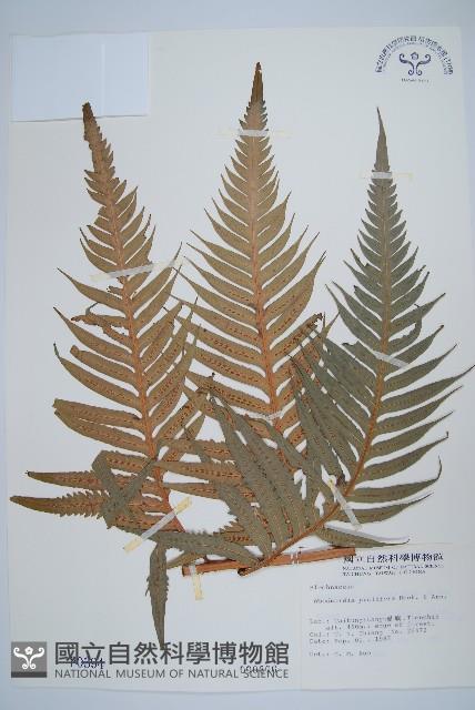 東方狗脊蕨藏品圖，第1張