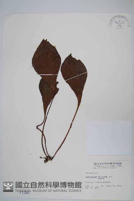 車前蕨藏品圖，第1張