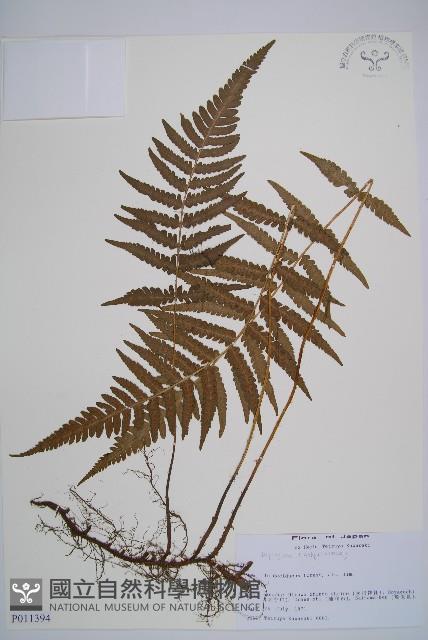 登錄號:P011394藏品圖，第1張