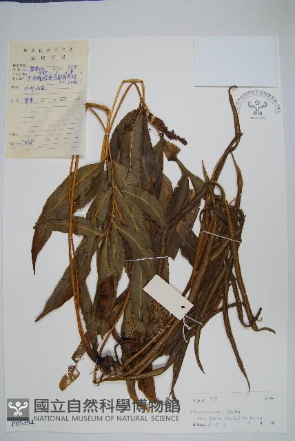 登錄號:P005394藏品圖，第1張