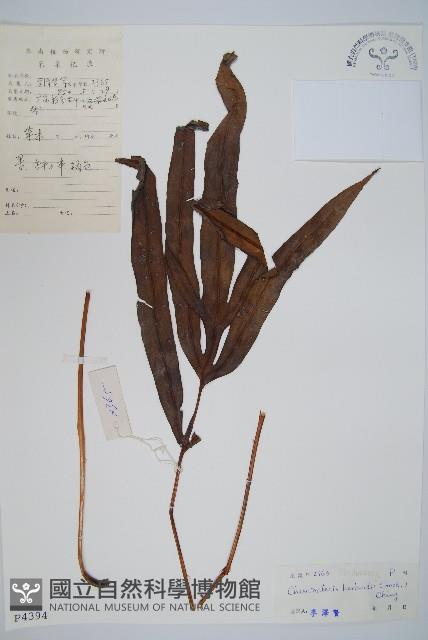 崇澍蕨藏品圖，第1張