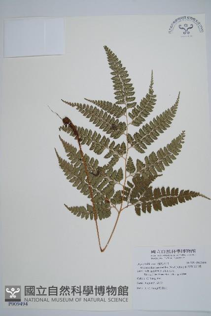 斜方複葉耳蕨藏品圖，第1張