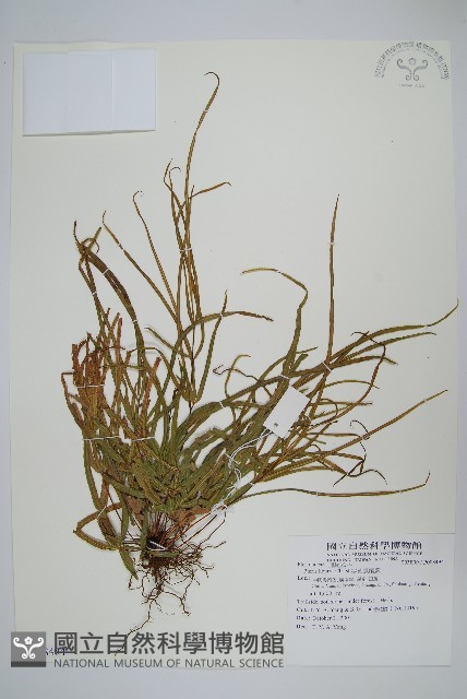 狹葉鳳尾蕨藏品圖，第1張