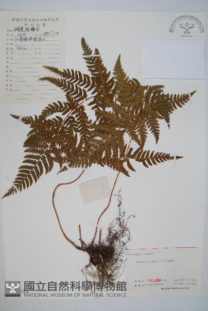 南海鱗毛蕨藏品圖，第1張