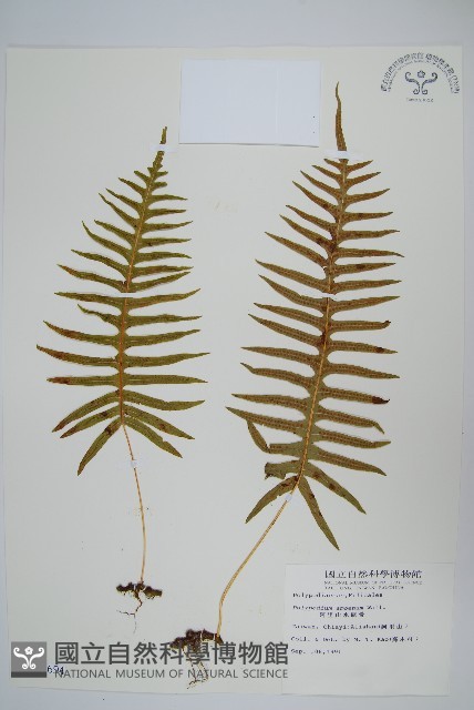 阿里山水龍骨藏品圖，第1張