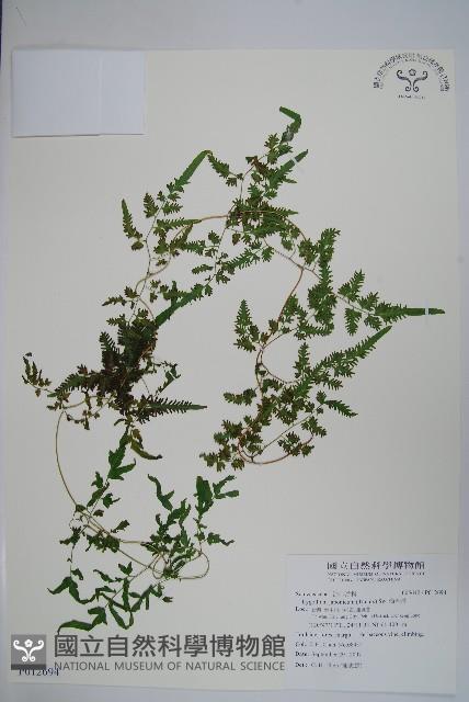 海金沙藏品圖，第1張