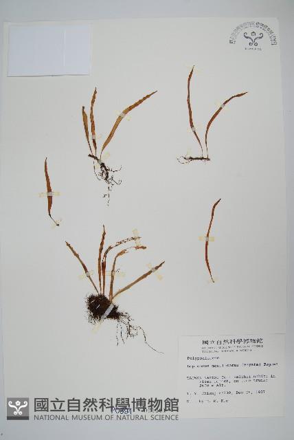 擬芨瓦葦藏品圖，第1張