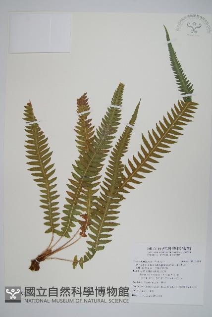 翅軸假金星蕨、短柄卵果蕨藏品圖，第1張