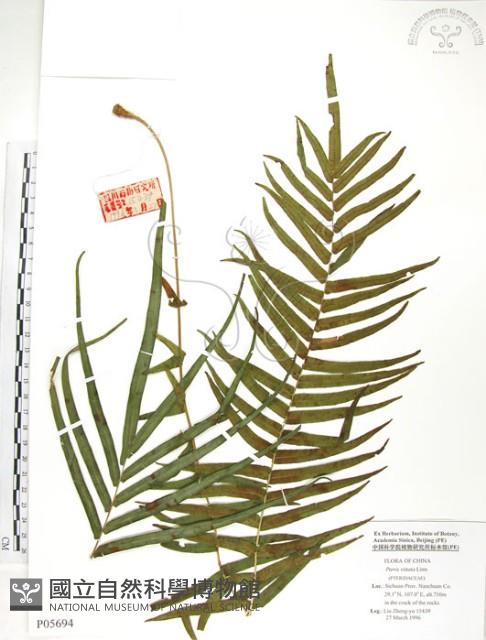 鱗蓋鳳尾蕨藏品圖，第1張