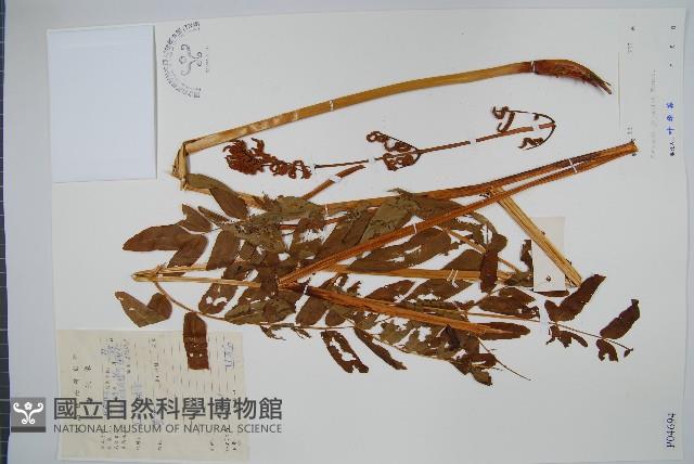 紫萁藏品圖，第1張