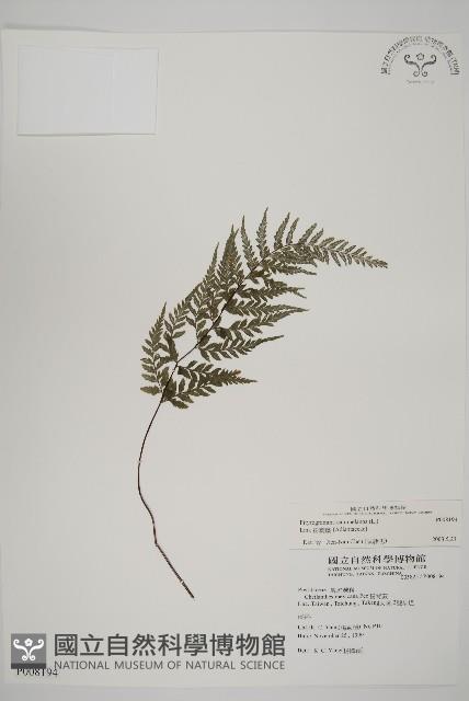 粉葉蕨藏品圖，第1張