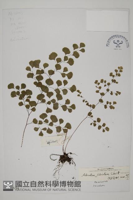 長蓋鐵線蕨藏品圖，第1張