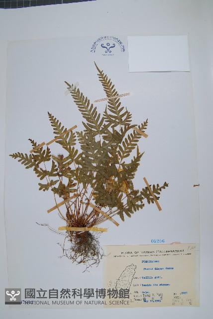 天草鳳尾蕨藏品圖，第1張