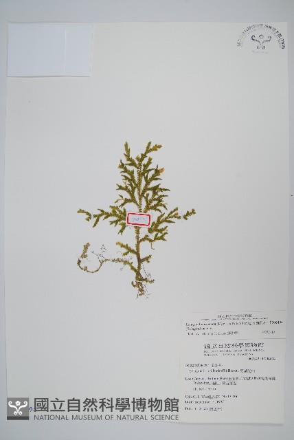 高雄卷柏藏品圖，第1張