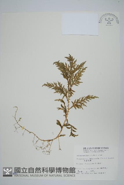 全緣卷柏藏品圖，第1張