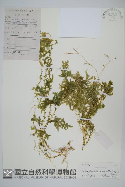 翠雲草、藍草藏品圖，第1張