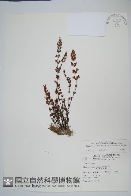 細葉碎米蕨藏品圖，第1張