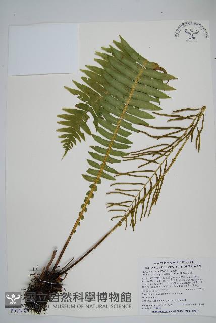 耳形瘤足蕨藏品圖，第1張