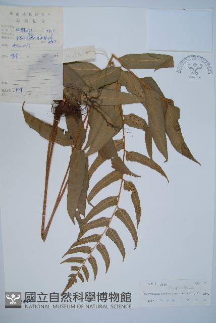 狹葉貫眾蕨藏品圖，第1張
